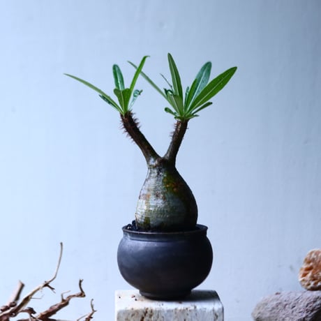 パキポディウム グラキリス   Pachypodium rosulatum var. gracilius no.92743