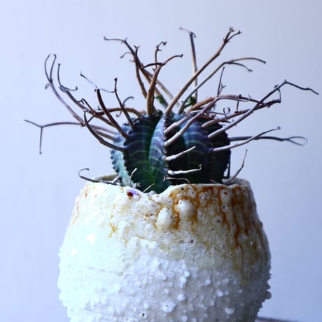 ユーフォルビア  バリダ    Euphorbia valida     no.11923