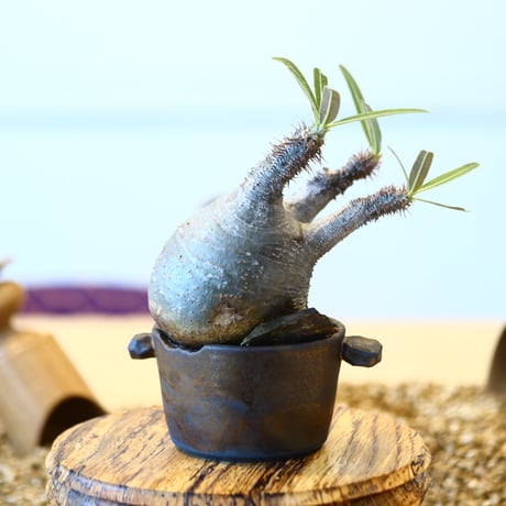 N/OH × Pachypodium  gracilius    no.61837