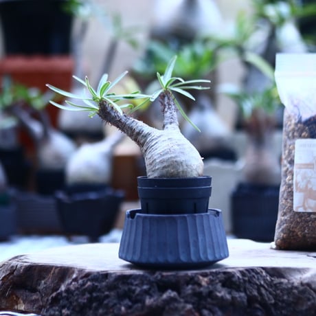 CATEGORY N/OH | 芽の巣山 