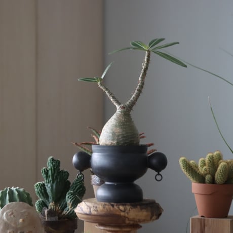 Pachypodium gracilius × Tomoya Sakai_Creator   no.51952