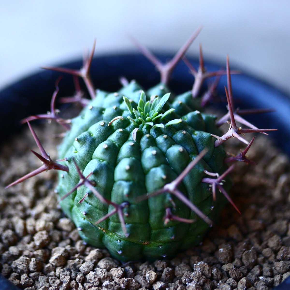 ユーフォルビア　大星群星冠　群生株　鉢付き　オス株 ユーフォルビア 大星群星冠 群生株 鉢付き オス株 【公式通販】