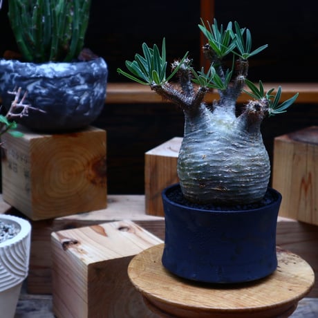 パキポディウム  グラキリス／Pachypodium  gracilius       no.52325