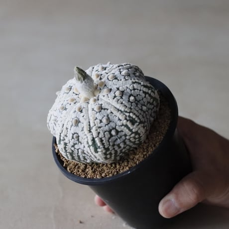 astrophytum  asterias / スーパー兜 (3.5号鉢)  no.913/8