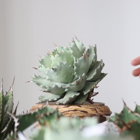 Agave Isthmensis / Style of Chika　no.42181
