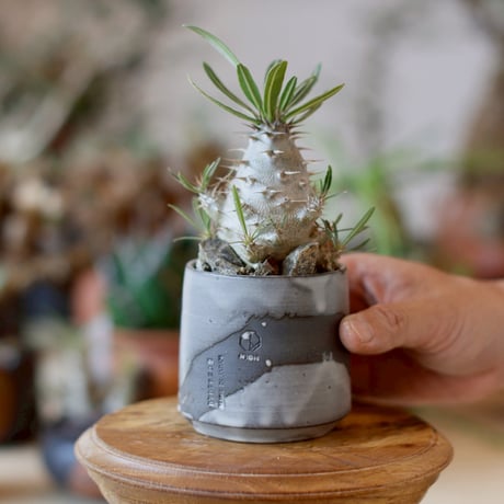 Pachypodium cactipes × N/OH (2.5号)  no.1101/21
