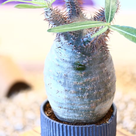 N/OH × Pachypodium  gracilius    no.61842