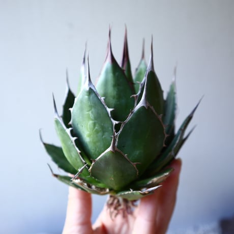 アガベ ホリダ   Agave horrida    no.111017