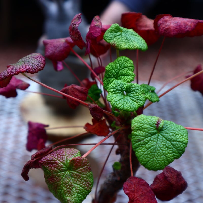 ペラルゴニウム コチレドニス／Pelargonium cotyledonis no.50