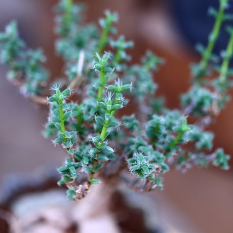 トリコディアデマ  ブルボスム  姫紅小松／Trichodiadema bulbosum　no.22019