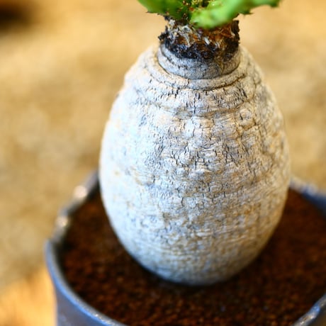 N/OH × Euphorbia decidua   no.61819