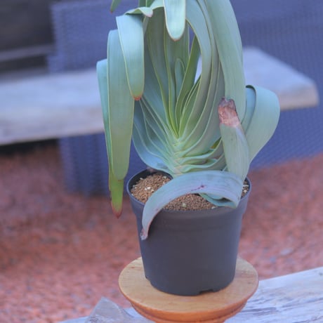 アロエ  プリカティリス     Aloe plicatilis    no.20708