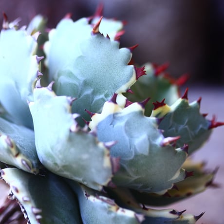 アガベ  兜蟹錦   抜苗 ④  Agave isthmensis Kabutogani variegated   no.42670 -4