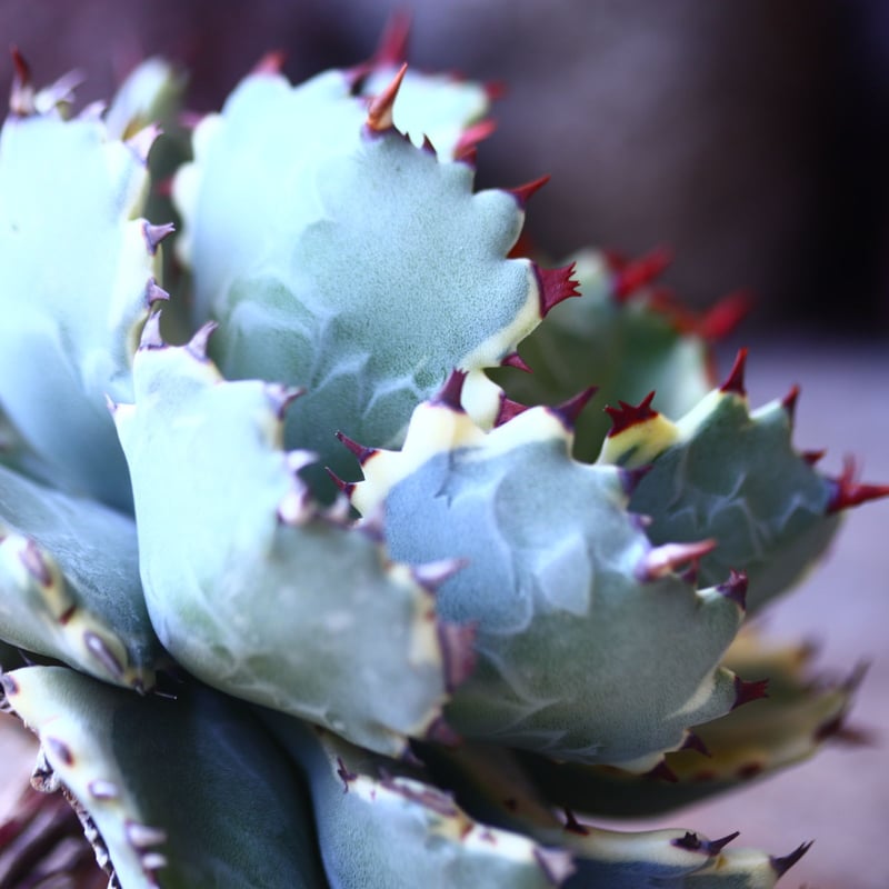 アガベ 兜蟹錦 抜苗 ④ Agave isthmensis Kabutogani va