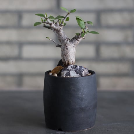 Bursera schlectendalii × N/OH (3号)  no.524/17