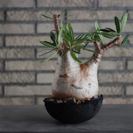 Pachypodium gracilius × takero pot (6.5号)  no.817-3