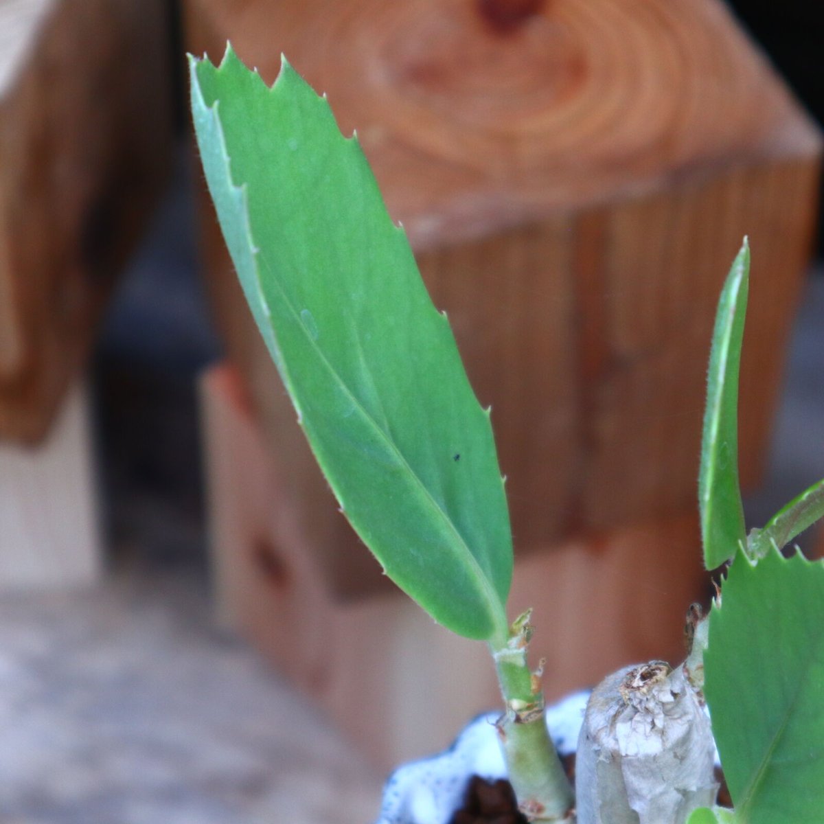 キフォステンマ ユッタエ／Cyphostemma juttae no.60538 | 芽の巣山