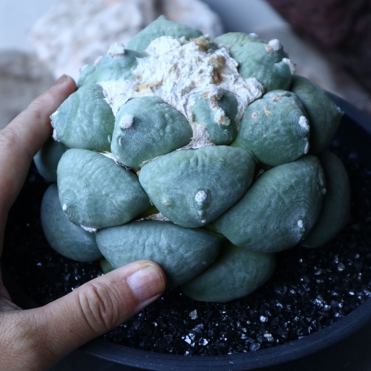 アリオカルプス 青磁牡丹 no.91505 | 芽の巣山