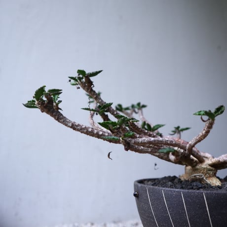 ユーフォルビア デカリー   Euphorbia decaryi   no.112408