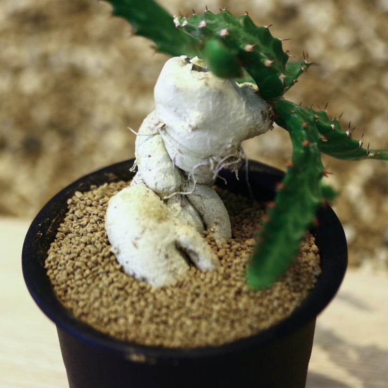 ユーフォルビア・ステラータ ユーフォルビア ステラータ Euphorbia stellata | mana's farm: