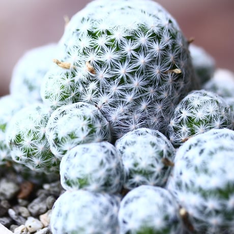 姫春星 Mammillaria humboldtii no.019