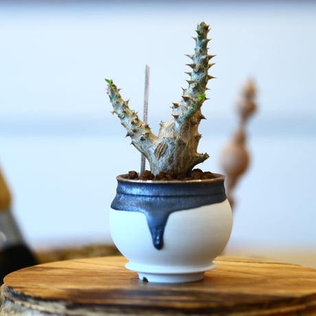 たけろうポット × Pachypodium baronii var. windsorii    no.102216