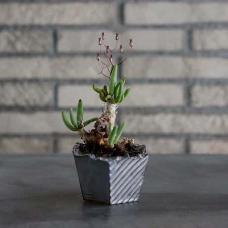 中型塊根植物、万物想 isla del pescado - Tylecodon reticulatus-万物想