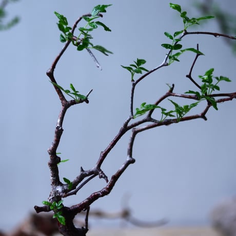 コミフォラ モンストローサ   Commiphora monstrosa   no.92721