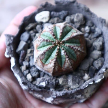 ユーフォルビア  オベサ 　Euphorbia obesa　no.91513
