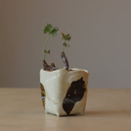 pelargonium | STORES