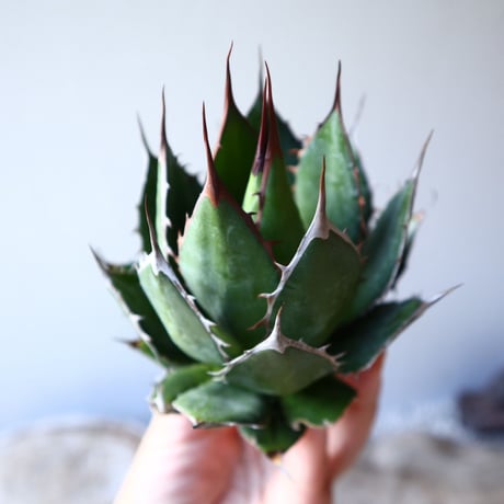 アガベ ホリダ   Agave horrida    no.111017