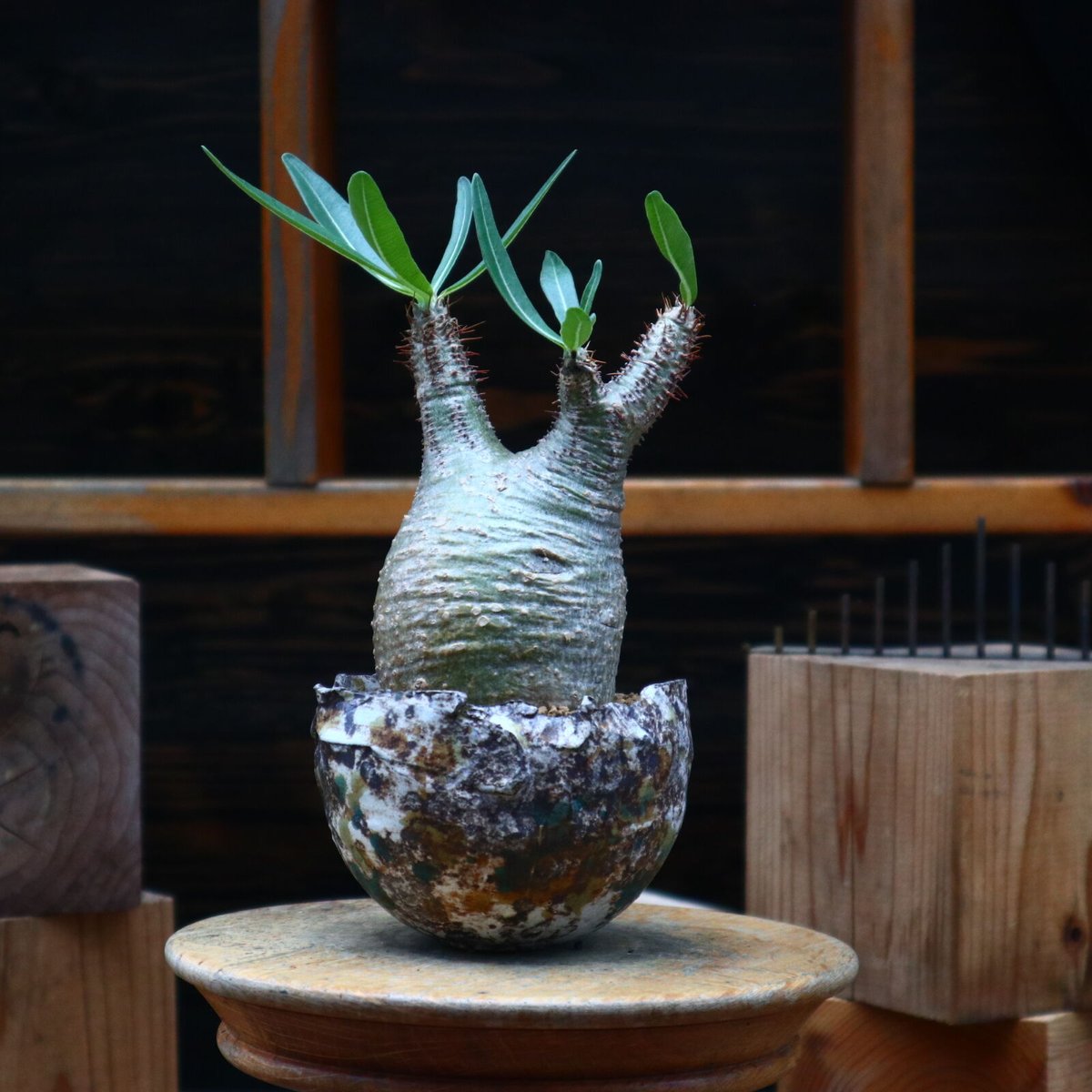 パキポディウム グラキリス／Pachypodium gracilius no.8076