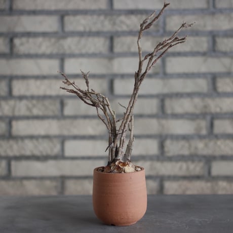 Euphorbia platyclada × N/OH (3号)  no.510/52