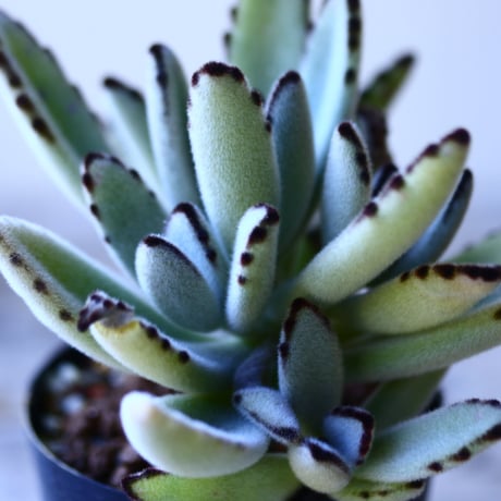 カランコエ  トメントーサ　月兎耳     Kalanchoe   tomentosa    no.110805
