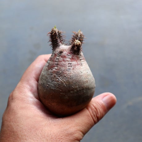 パキポディウム グラキリス 抜苗  Pachypodium rosulatum var. gracilius no.92912