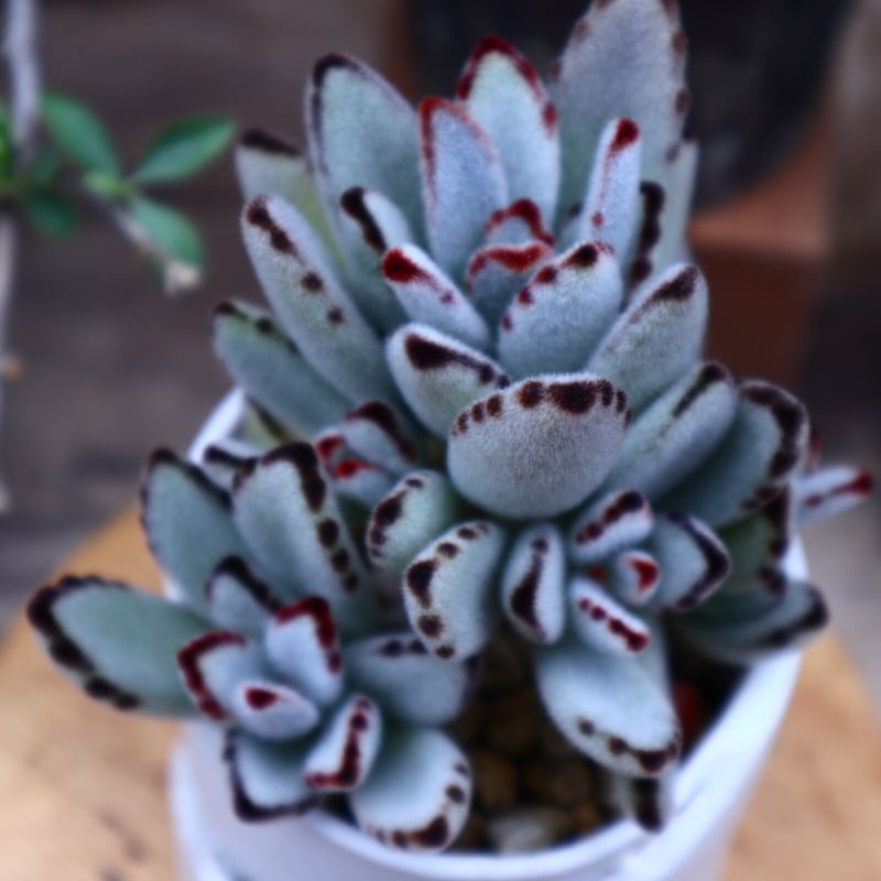 カランコエ トメントーサ 月兎耳／Kalanchoe tomentosa no.606