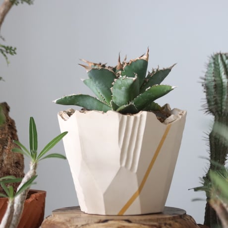 Agave titanota"FO-076"× N/OH 　no.51216