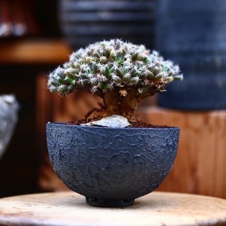 トリコディアデマ     デンスム   紫星晃／Trichodiadema densum   no.22015