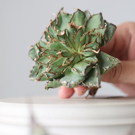 Agave titanota filigree Devil/ Style of Chika　no.42107