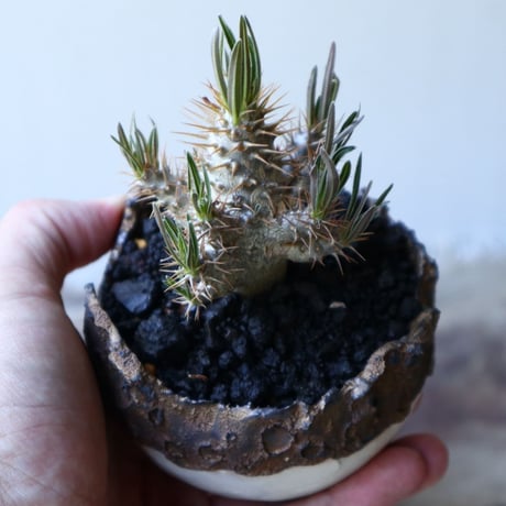 パキポディウム グラキリス（実生） Pachypodium rosulatum var. gracilius no.51937