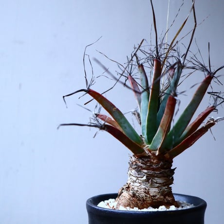 レウクテンベルギア  晃山    Leuchtenbergia principis  no.20346