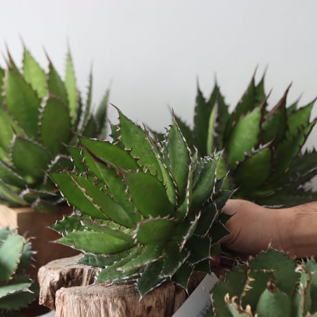U.S. horrida (Agave horrida) / Style of Chika　no.1203-53