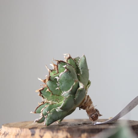 Agave titanota filigree Devil/ Style of Chika　no.42120