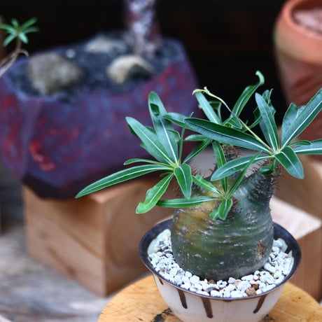 パキポディウム  グラキリス ／Pachypodium  gracilius     no.101039