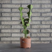 Euphorbia triangularis (大纏) × N/OH(3号)  no.621/23