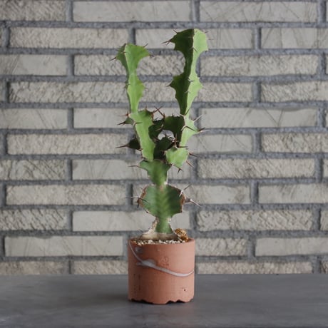 Euphorbia triangularis (大纏) × N/OH(3号)  no.621/23