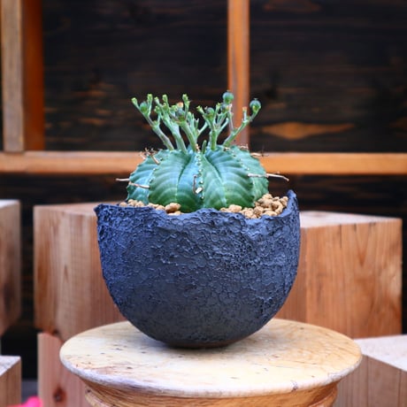 ユーフォルビア  バリダ♀／Euphorbia valida    no.60552