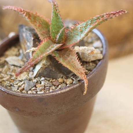 Aloe ‘Chiristmas Carol’ × YAMABACHI var.六本芽　 no.126-2