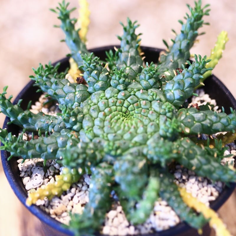 ユーフォルビア ゴルゴニス / Euphorbia gorgonis no.51423 |