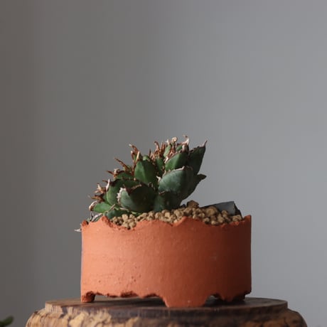 Agave titanota filigree Devil / STYLE OF CHIKA × N/OH  no.61630